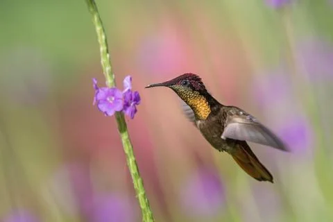 Ruby topaz (Chrysolampis mosquitus) hovering next to violet flower, bird in f Stock Photos