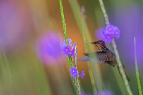 Ruby topaz (Chrysolampis mosquitus) hovering next to violet flower, bird in f Stock Photos