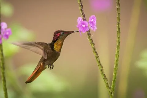 Ruby topaz (Chrysolampis mosquitus) hovering next to violet flower, bird in f Stock Photos