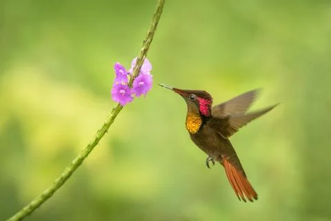 Ruby topaz (Chrysolampis mosquitus) hovering next to violet flower, bird in f Stock Photos