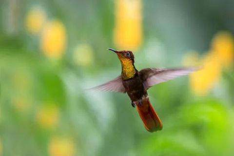 Ruby topaz (Chrysolampis mosquitus), hovering in the air, garden, caribean tr Stock Photos