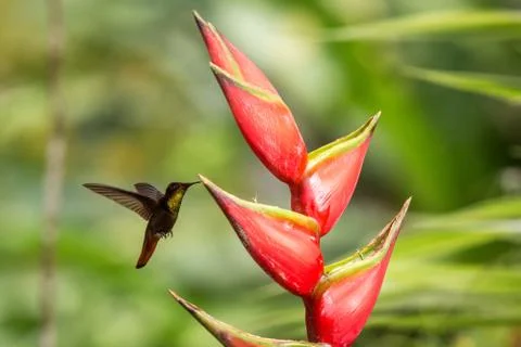 Ruby topaz  (Chrysolampis mosquitus) hovering next to pink mimosa flower, bir Stock Photos