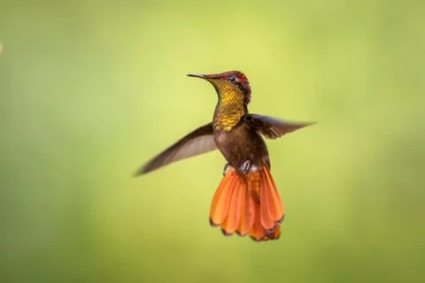 Ruby topaz (Chrysolampis mosquitus), hovering in the air, garden, caribean tr Stock Photos