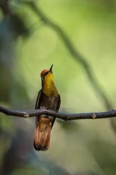 Ruby topaz (Chrysolampis mosquitus) sitting on branch, bird from caribean tro Stock Photos