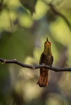 Ruby topaz (Chrysolampis mosquitus) sitting on branch, bird from caribean tro Stock Photos
