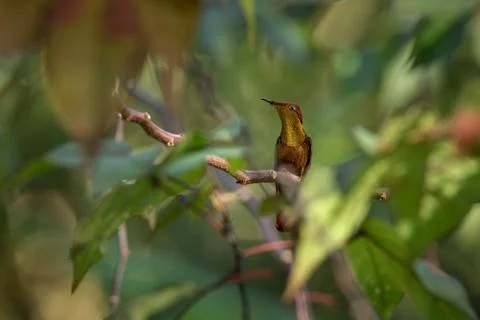 Ruby topaz (Chrysolampis mosquitus) sitting on branch, bird from caribean tro Stock Photos