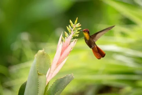 Ruby topaz hovering next to pink and yellow flower, bird in flight, caribean  Stock Photos