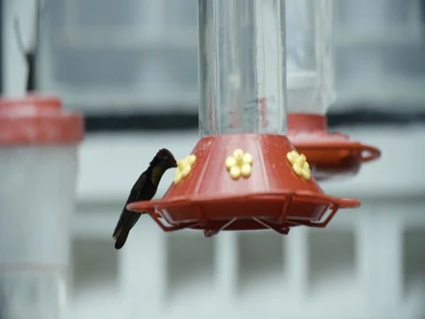 Ruby Topaz Hummingbird Feeds Slow Motion 스톡 동영상 79693795
