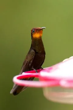 Ruby topaz hummingbird sitting on red feeder, portrait of bird, caribean trop Stock Photos