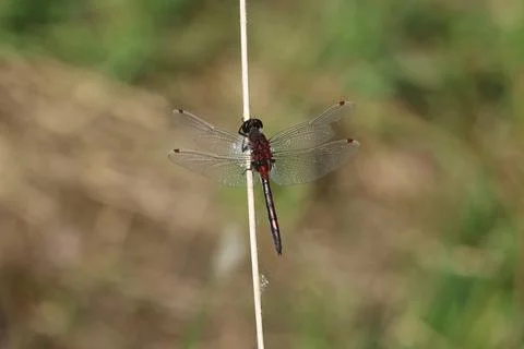 Ruby Whiteface - Leucorrhinia rubicunda Stock-Fotos