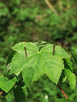 Ruby Wings on Green Stock Photos