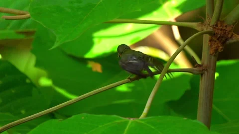 Rubycheek sunbird or Chalcoparia singalensis, a locally common sunbird Stock Footage 158466624