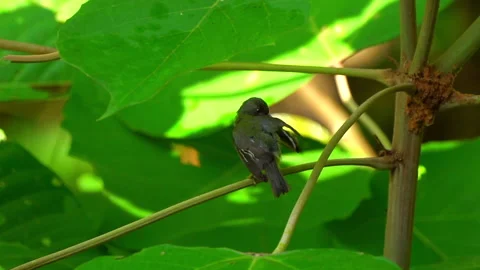 Rubycheek sunbird or Chalcoparia singalensis, a locally common sunbird. Stock Footage 158466665