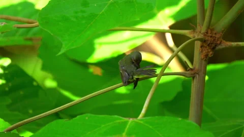 Rubycheek sunbird or Chalcoparia singalensis, a locally common sunbird. Stock Footage 158466672