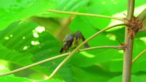 Rubycheek sunbird or Chalcoparia singalensis, a locally common sunbird. Stock Footage 158467735
