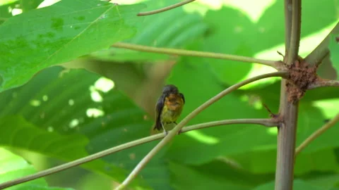 Rubycheek sunbird or Chalcoparia singalensis, a locally common sunbird. Stock Footage 158467778