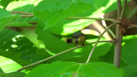 Rubycheek sunbird or Chalcoparia singalensis, a locally common sunbird. Stock Footage 158469033