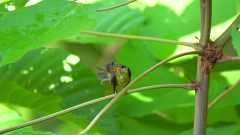 Rubycheek sunbird or Chalcoparia singalensis, a locally common sunbird. Stock Footage 159261725