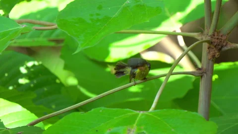 Rubycheek sunbird or Chalcoparia singalensis, a locally common sunbird. Stock Footage 159283225