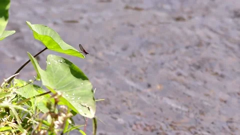 Rubyspot damselfly perching on a taro leave by the river Stock-Footage 139490959