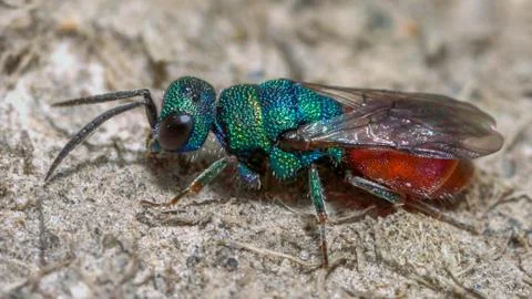 A Rubytailed wasp Stock Photos