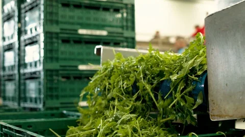 Ruccola getting selected and washed Видео 124079554