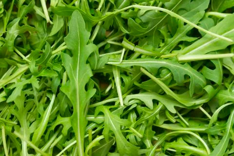 Ruccola wallpaper Stock Photos