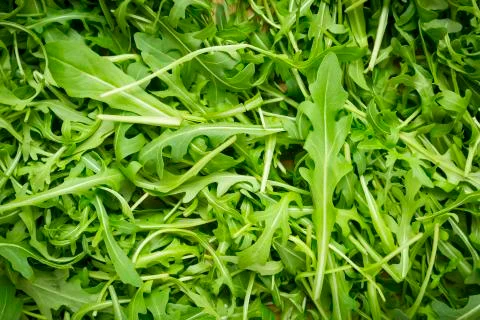 Ruccola wallpaper Stock Photos