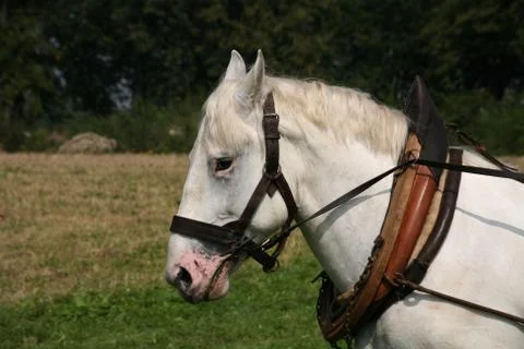 Rückepferd Stock Photos