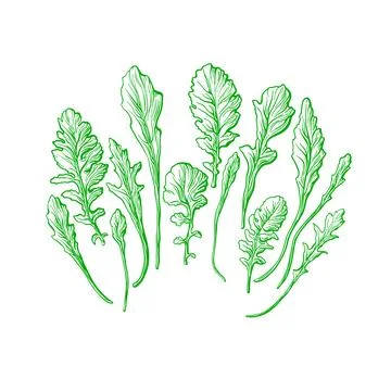 Rucola green set. Vector hand drawn illustration Stock Illustration