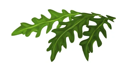 Rucola leavs icon animation Stock Footage 152561592