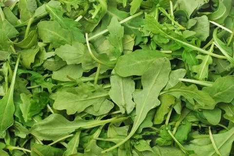 Rucola Stock Photos