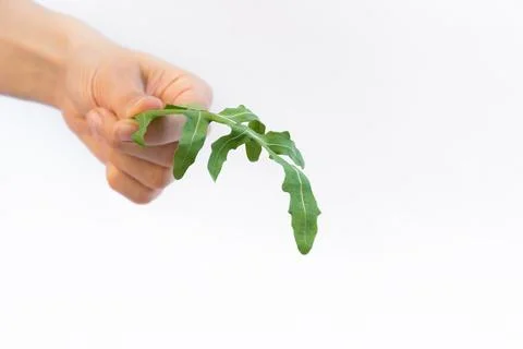 Rucola stalk in woman's hand Stock Photos