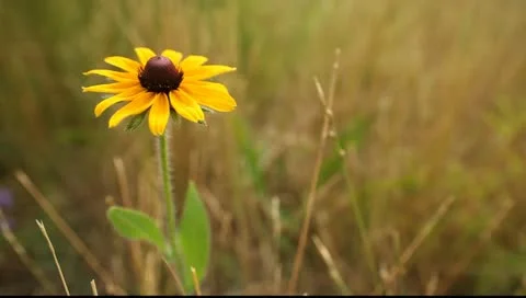 Rudbeckia Video stock 11288368