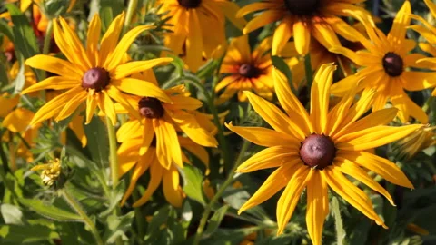 Rudbeckia in the garden Stock Footage 100185226
