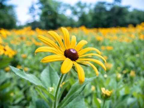 Rudbeckia hirta Stock Photos