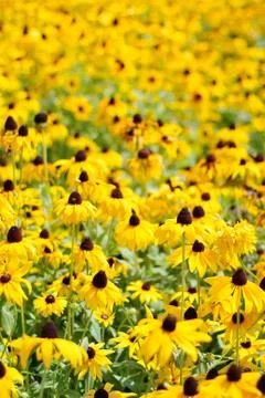 Rudbeckia Stock Photos