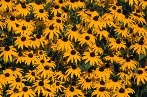 Rudbeckia Stock Photos