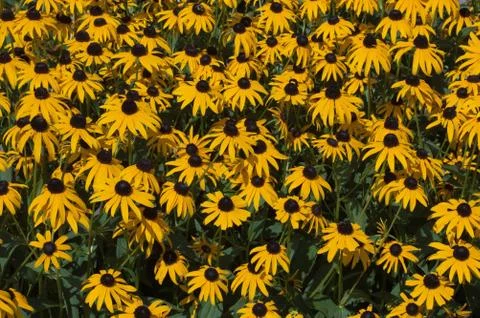 Rudbeckia Foto stock