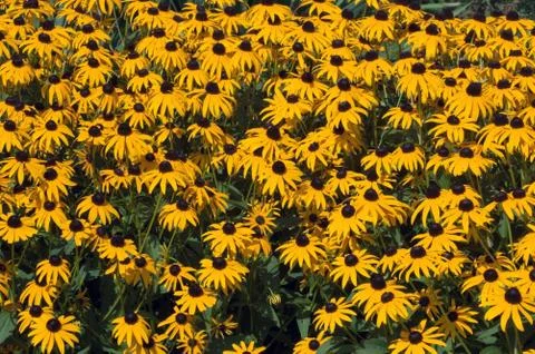 Rudbeckia Stock Photos