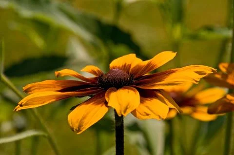 Rudbeckia Stock Photos