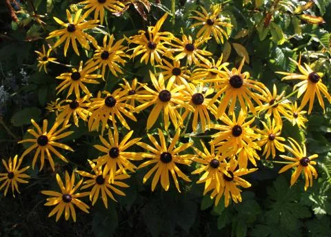 Rudbeckia Stock Photos