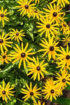 Rudbeckia Stock Photos