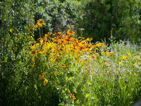 Rudbeckia swinging in the wind Video stock 78532199