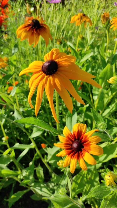 Rudbekiya Stock Footage 279199839
