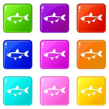 Rudd fish icons 9 set イラスト素材