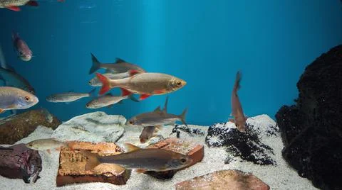 Rudd fish Foto stock