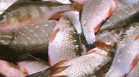 Rudd fish. Winter catch 2 Video stock 45577895