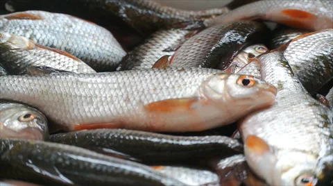 Rudd fish. Winter catch Stock Footage 45577889