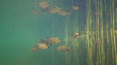 Rudd in the reeds Stock Footage 149964825